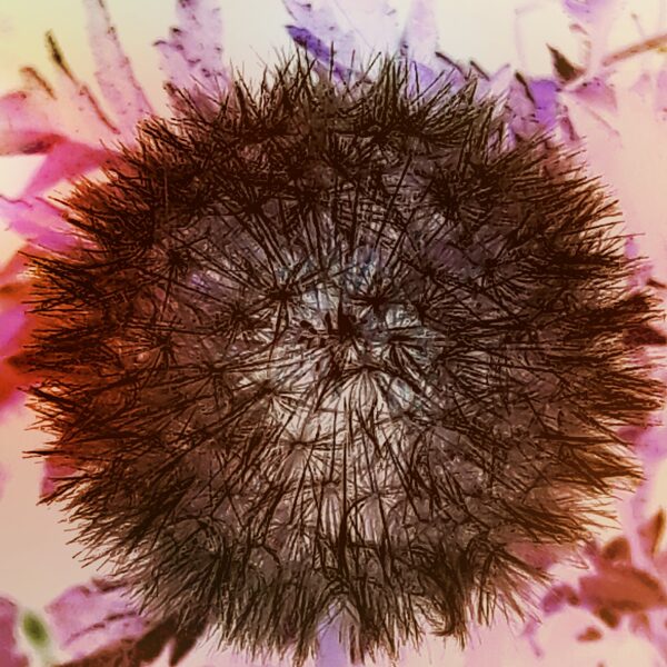 DANDELION