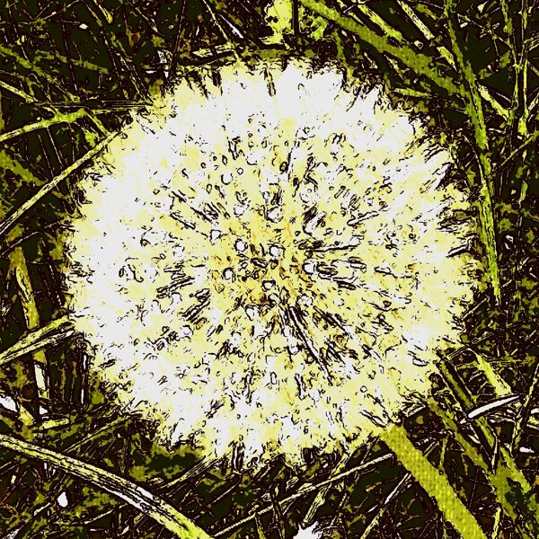 DANDELION ("Pusteblume")
