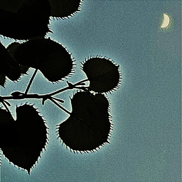 LINDENBLATT IM MONDSCHEIN