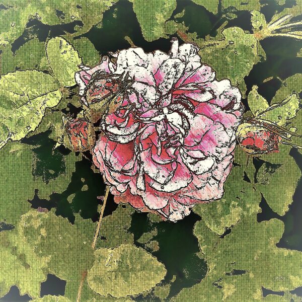 A ROSE IS A ROSE IS A ROSE......(Gertrude Stein)