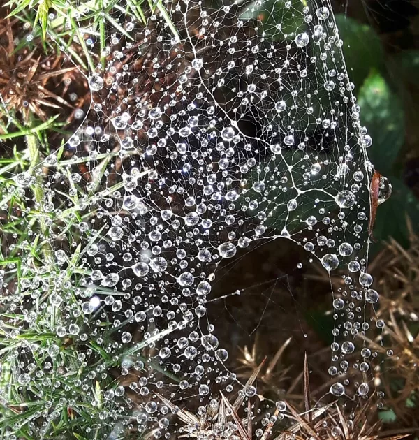 SPIDER'S WORK