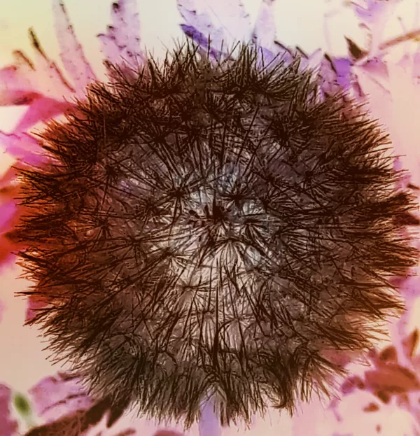 DANDELION ("Pusteblume")