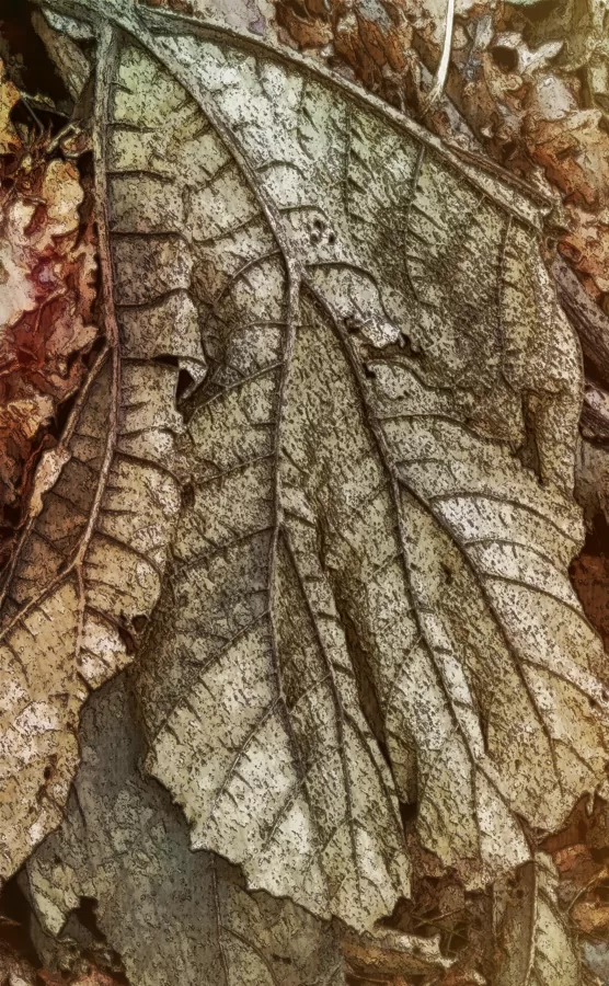 LAST LEAVES