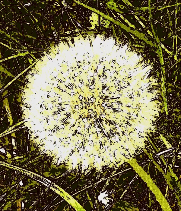 DANDELION ("Pusteblume")
