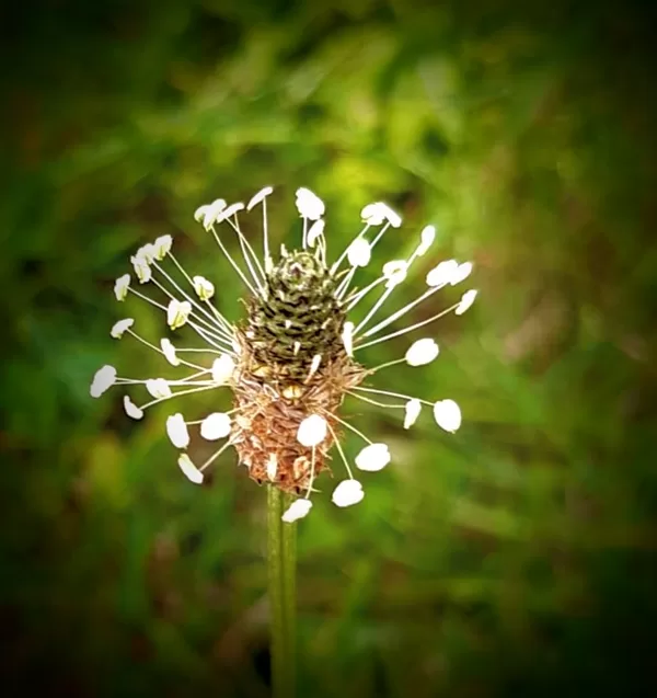 FRAGILE CREATURE
