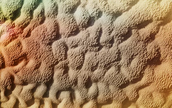 SEA BED